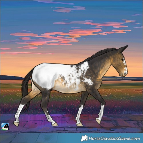 Horse Color:Buckskin Near Fewspot Rabicano 