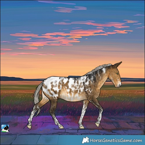Horse Color:Powder White Gray Silver Buckskin Dun Appaloosa Brindle