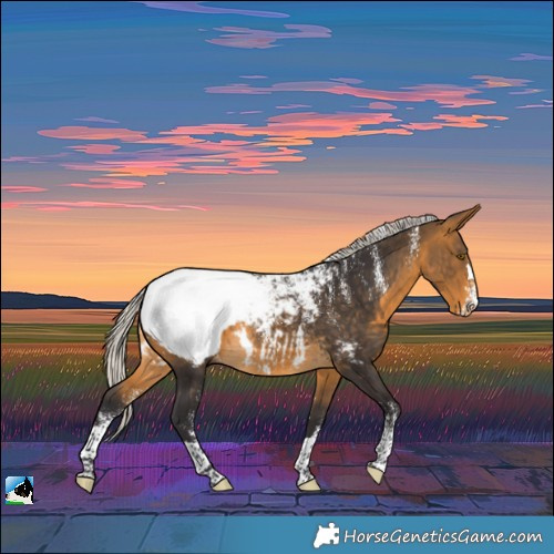 Horse Color:Powder White Silver Buckskin Appaloosa 