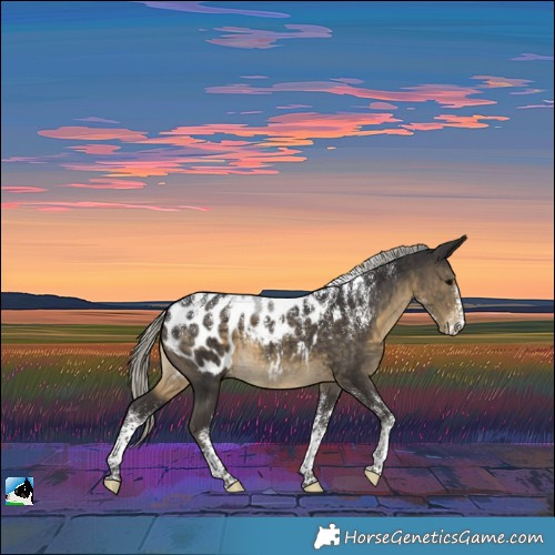 Horse Color:Powder White Silver Smoky Black Appaloosa 