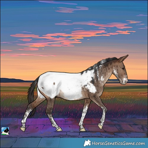 Horse Color:Powder White Brown Dun Near Fewspot Rabicano Brindle 