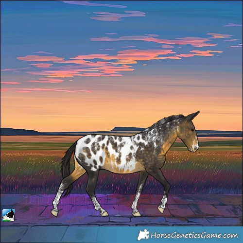 Horse Color:Powder White Buckskin Appaloosa 