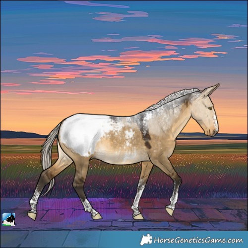 Horse Color:Powder White Gray Silver Buckskin Dun Appaloosa 