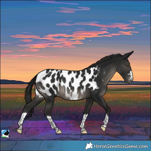 Horse Color:Gray Smoky Black Near Leopard Rabicano 