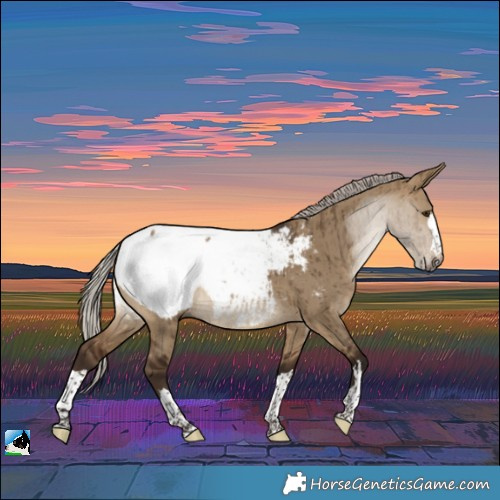 Horse Color:Gray Silver Bay Dun Near Fewspot Rabicano Brindle 