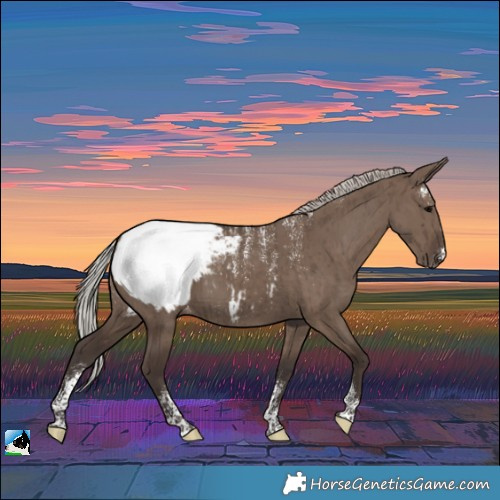 Horse Color:Powder White Silver Grullo Appaloosa Brindle 