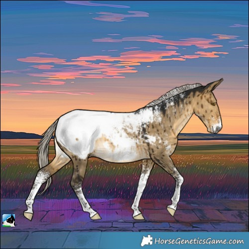 Horse Color:Powder White Gray Silver Buckskin Dun Appaloosa Rabicano Brindle 