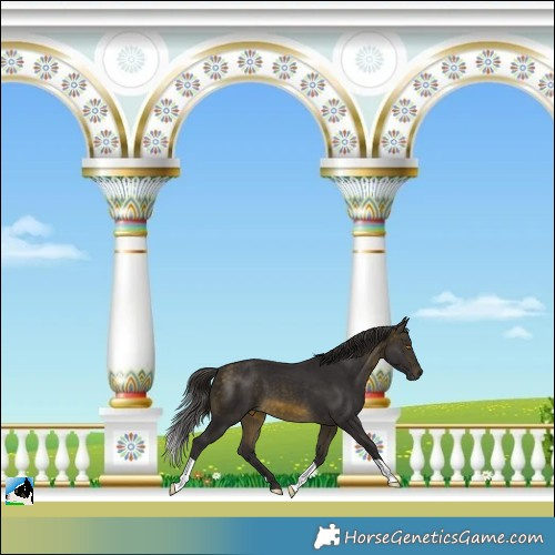 Horse Color:Buckskin Mushroom
