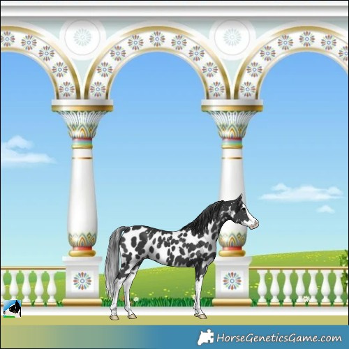 Horse Color:Black Splash Skewed Appaloosa