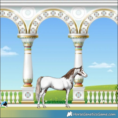 Horse Color:Liver Chestnut Splash Appaloosa 