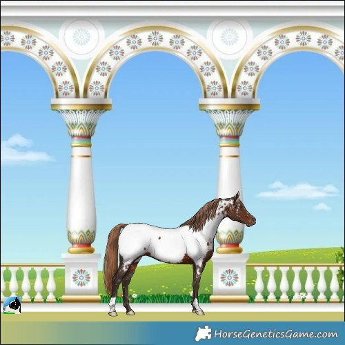 Horse Color:Liver Chestnut Near Fewspot