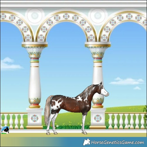 Horse Color:Liver Chestnut Splash Skewed Appaloosa