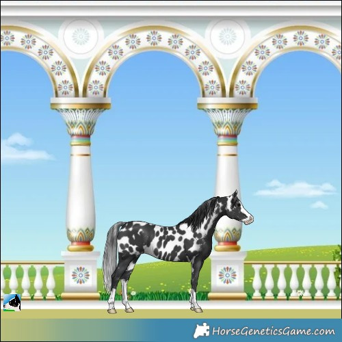 Horse Color:Black Splash Skewed Appaloosa