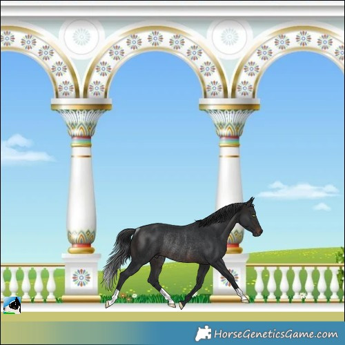 Horse Color:Brown Mushroom Rabicano