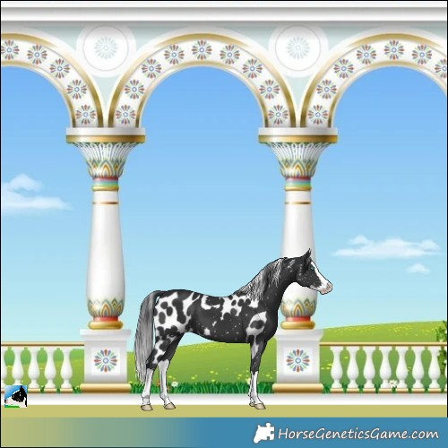 Horse Color:Black Splash Skewed LP Spotted 