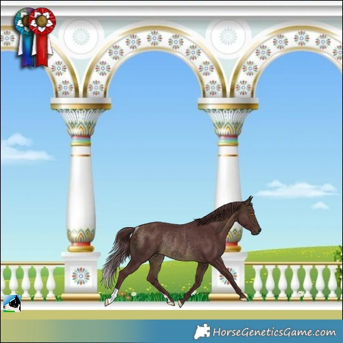 Horse Color:Chocolate Buckskin Mushroom Rabicano 