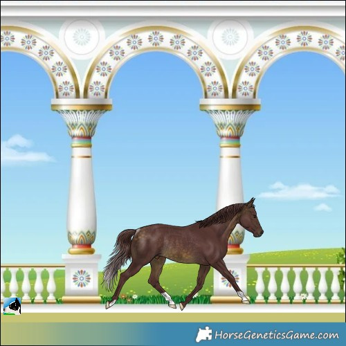 Horse Color:Chocolate Buckskin Mushroom Rabicano