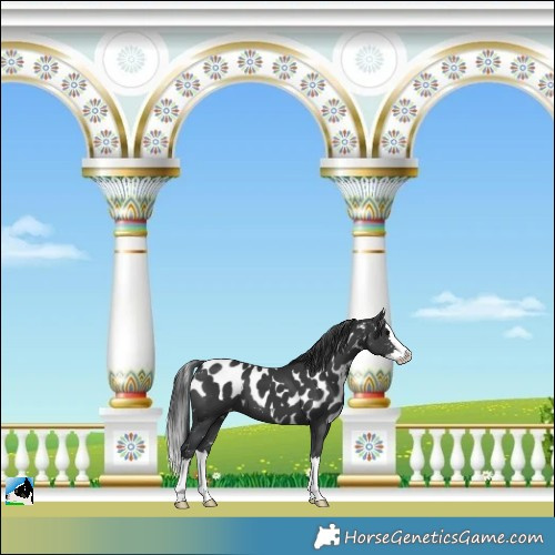 Horse Color:Black Splash Skewed LP Spotted
