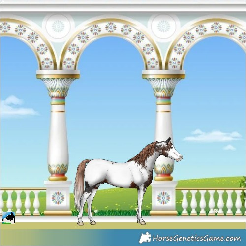 Horse Color:Liver Chestnut Splash Appaloosa