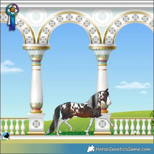Horse Color:Brown Splash Skewed Appaloosa 