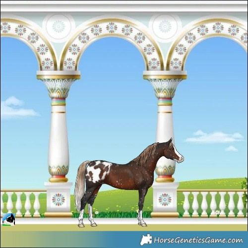 Horse Color:Liver Chestnut Splash Skewed Appaloosa 