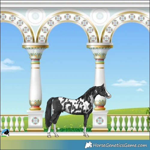 Horse Color:Black Splash Skewed LP Spotted 
