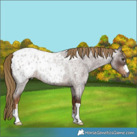 Horse Color:Gray Red Roan Blanket