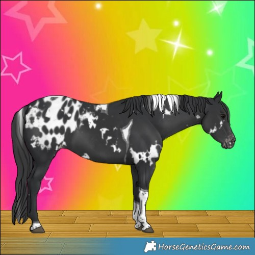 Horse Color:White Spotted Black Tobiano Blanket