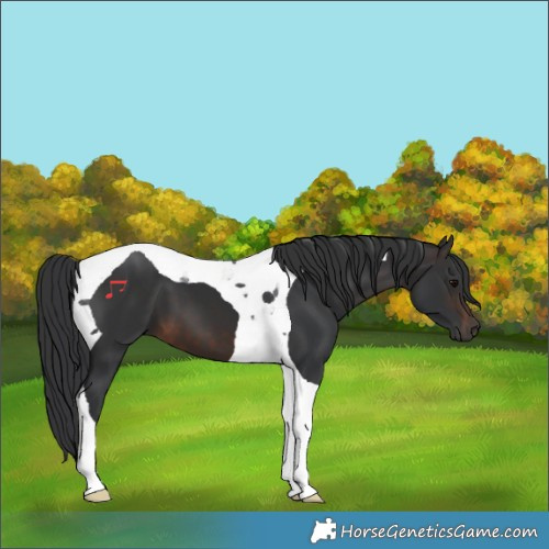 Horse Color:Brown Tobiano 
