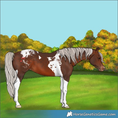 Horse Color:Silver Brown Tobiano Varnish
