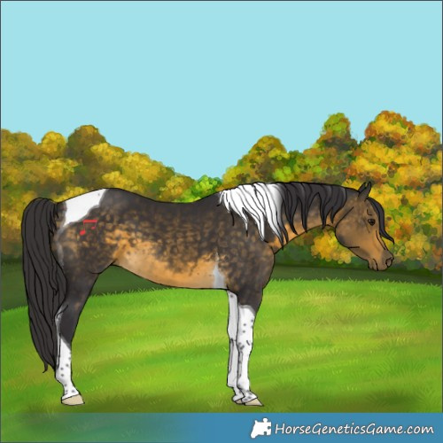 Horse Color:Buckskin Tobiano