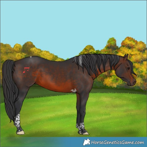 Horse Color:Brown Tobiano