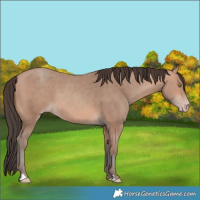 Horse Color:Amber Champagne 