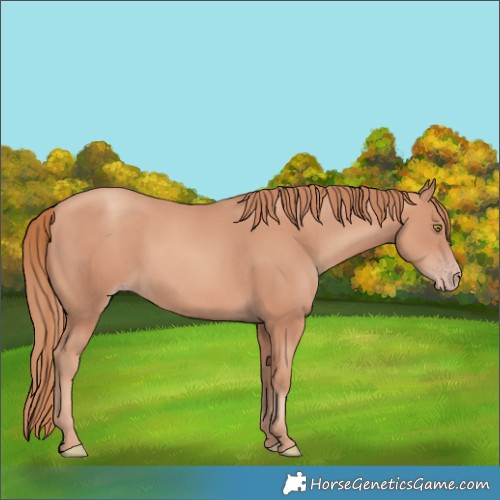 Horse Color:Gold Champagne 