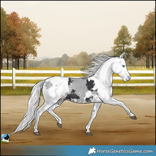 Horse Color:Black Merle Skewed LP Spotted Rabicano
