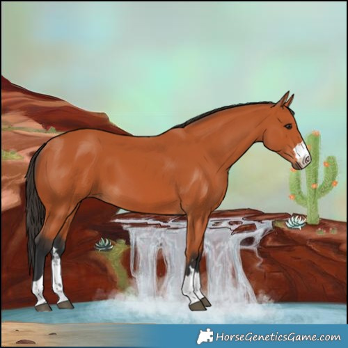 Horse Color:Bay 
