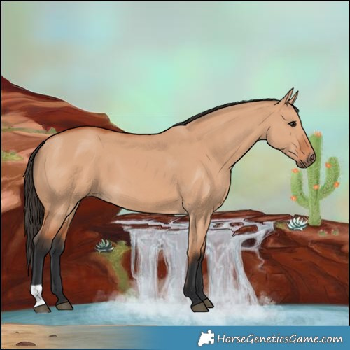 Horse Color:Bay Dun 