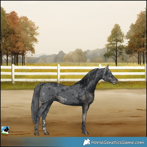 Horse Color:Black Merle Skewed LP Spotted