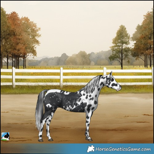 Horse Color:Black Skewed LP Spotted