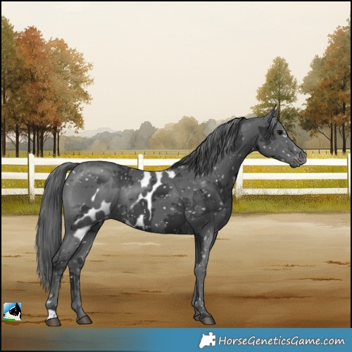 Horse Color:Black Merle Skewed LP Spotted Rabicano