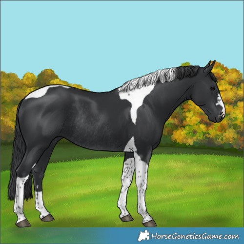 Horse Color:Black Tobiano Rabicano 