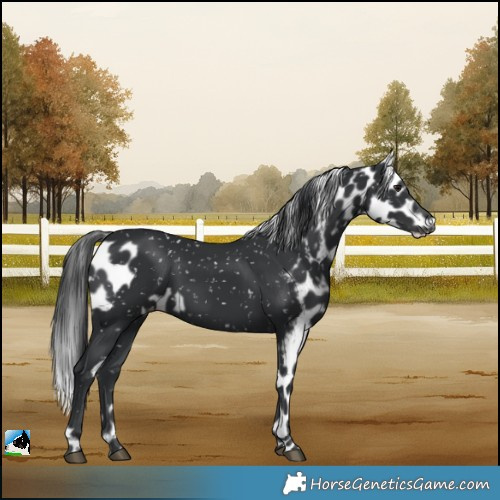 Horse Color:Black Skewed LP Spotted Rabicano