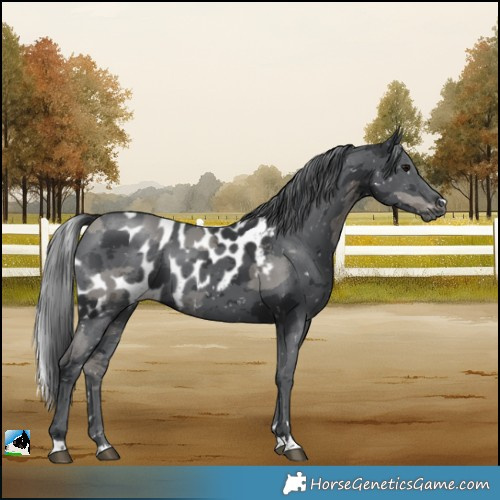 Horse Color:Black Merle Skewed LP Spotted