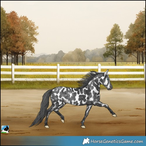 Horse Color:Black Merle Near Leopard Rabicano