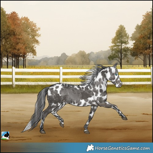Horse Color:Black Merle Skewed LP Spotted 