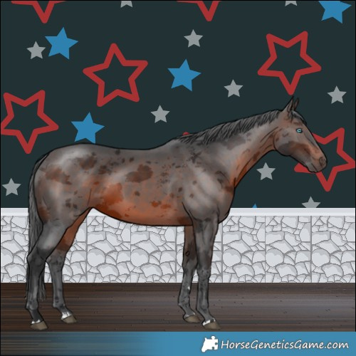 Horse Color:Brown Merle Rabicano 