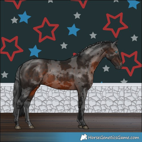 Horse Color:Gray Brown Merle