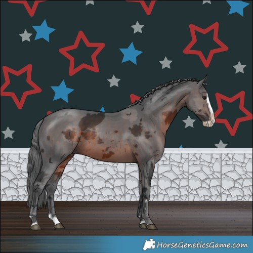 Horse Color:Brown Merle Splash