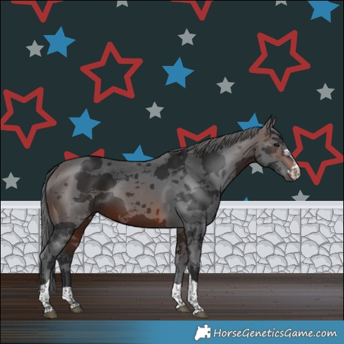Horse Color:Brown Merle 
