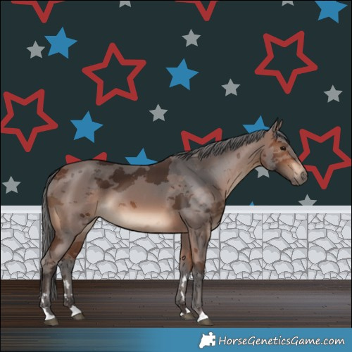 Horse Color:Brown Merle 